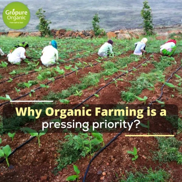 Why Organic Farming is a pressing priority?
