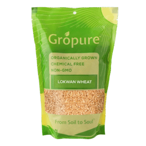 Lokwan Wheat